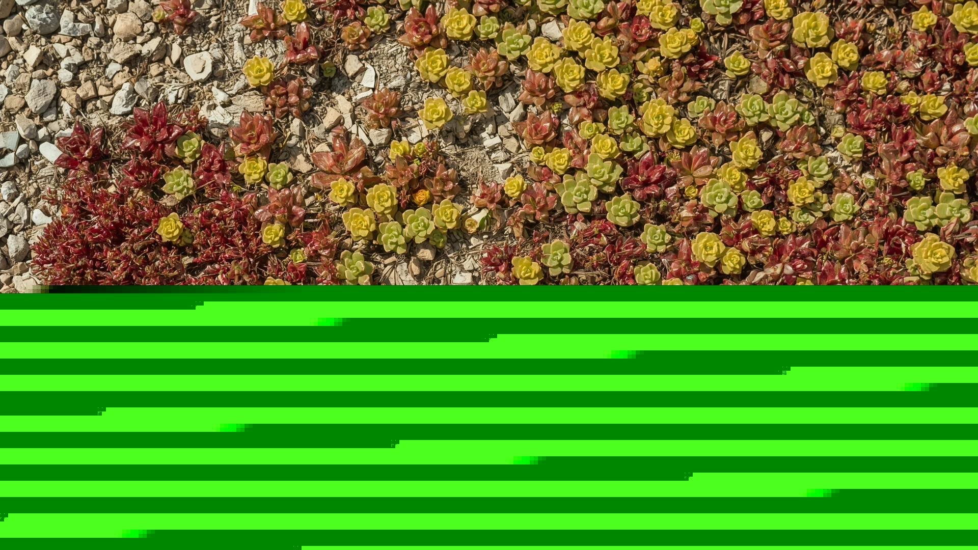 Colorful sedum mat varieties covering rocky dry slope as drought-tolerant lawn alternative