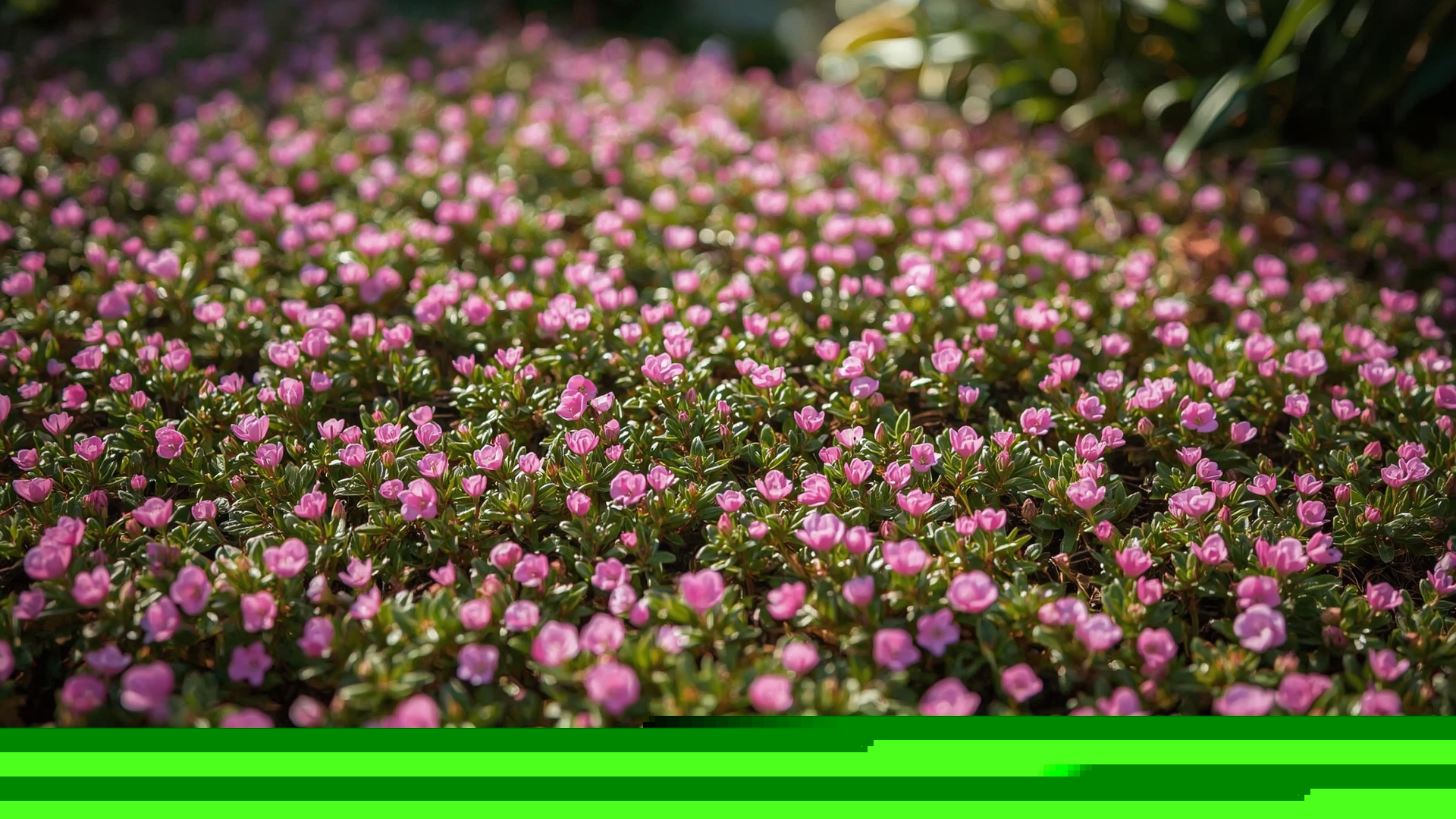 Dense carpet of creeping thyme in full pink bloom as grass lawn alternative