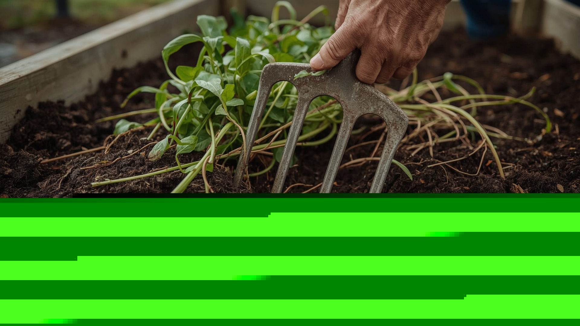 Gardener using garden fork to incorporate green cover crop material into dark soil